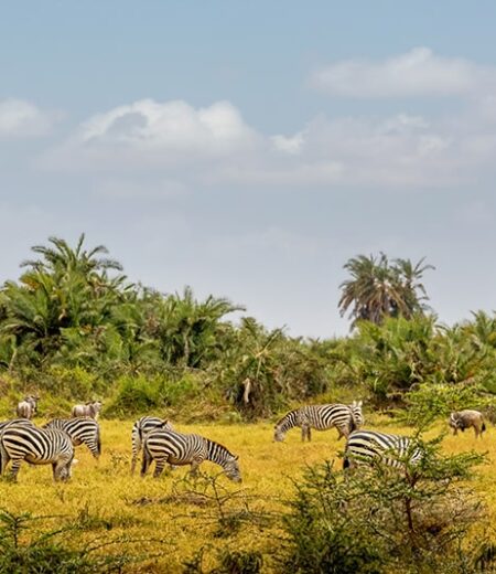 Mikumi National Park