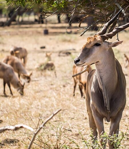 Nyerere National Park