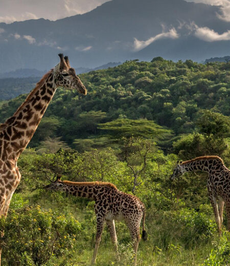 Arusha National Park