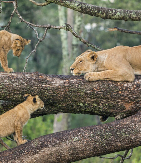 Lake Manyara National Park