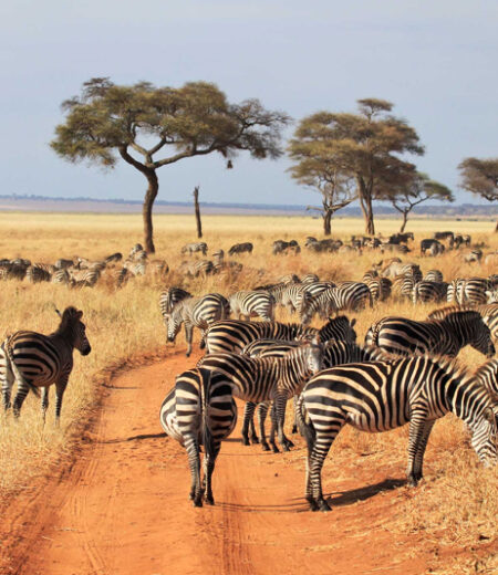 Tarangire National Park